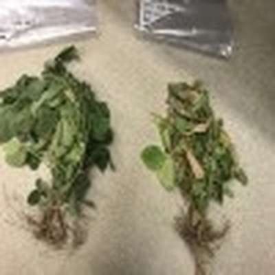 Photo comparing "good" and "bad" soybean plants and roots