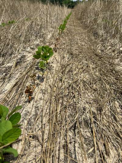 Broad photo of a soybean row with multiple damaged soybean plants and some healthy ones.