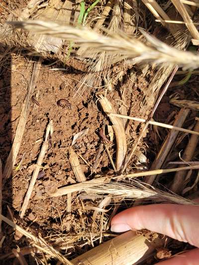 Up-close photo of a millipede on the soil surface.