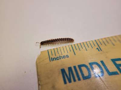 Up-close photo of a millipede next to a a ruler showing length of millipede.