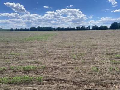 Broad photo of soybean field showing poor stand.