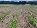 Broad photo of soybean field showing poor stand.