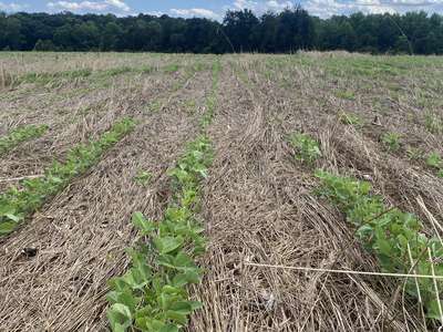 Broad photo of soybean field showing poor stand.