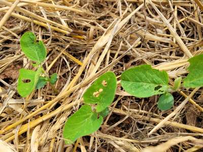 Up-close photo of soybean plants with round holes in the leaves