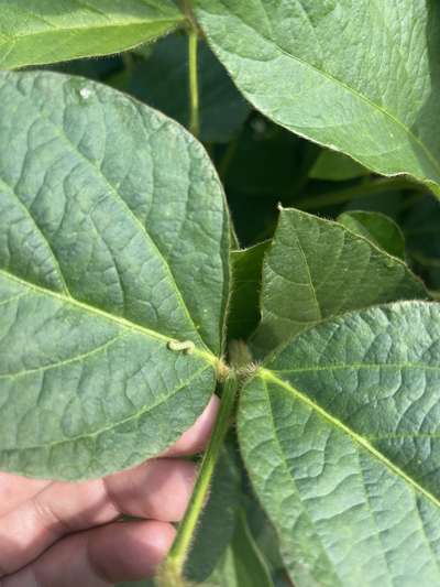 Up-close photo of a corn earworm on a soybean leaf