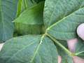 Up-close photo of a corn earworm on a soybean leaf