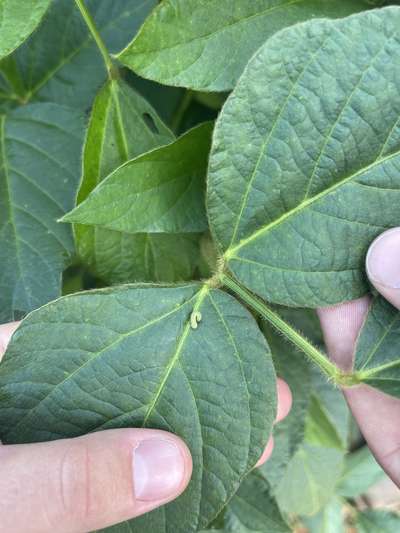 Up-close photo of a corn earworm on a soybean leaf