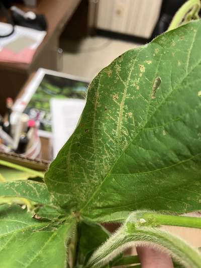Up-close photo of soybean leave showing necrosis and browning.