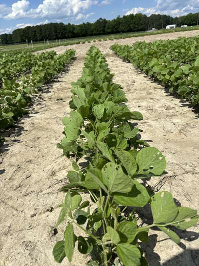 Broad photo of multiple soybean plants with small round holes in the leaves.
