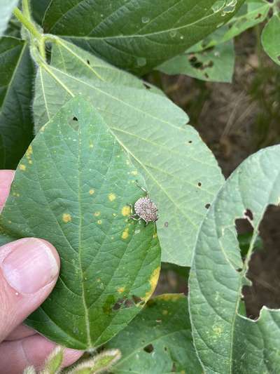 Up-close photo of soybean with stink bug present