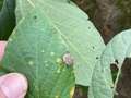 Up-close photo of soybean with stink bug present