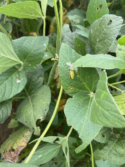 Up-close photo of soybean with stink bug present