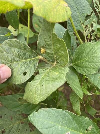 Up-close photo of soybean with stink bug present