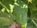 Up-close photo of soybean leaves with small circular lesions