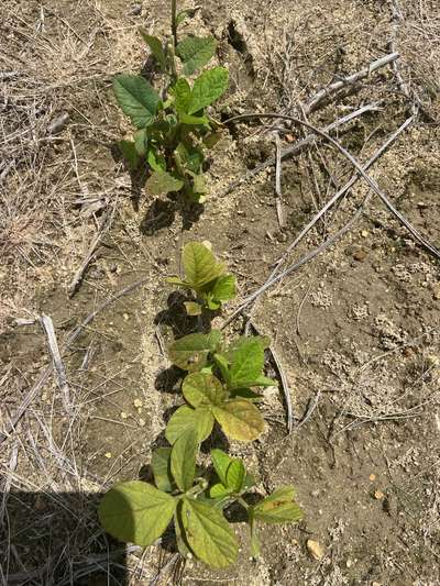 Photo of multiple soybean plants showing discoloration of leaves