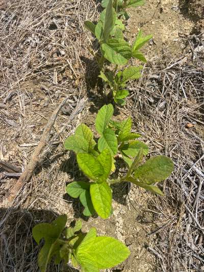 Photo of multiple soybean plants showing discoloration and brown spotty of leaves