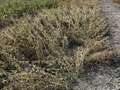 Broad photo of multiple soybean plants laid on the ground and tangled up