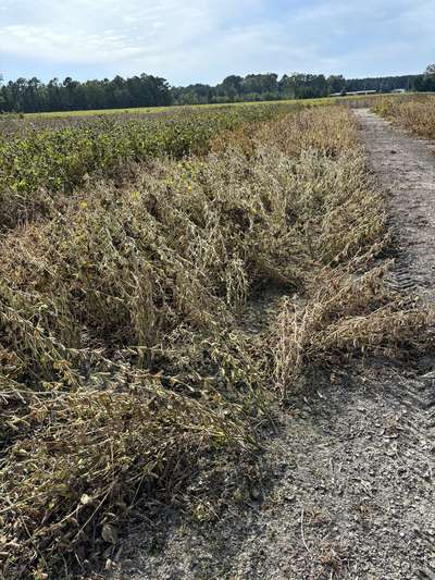 Broad photo of multiple soybean plants laid on the ground and tangled up