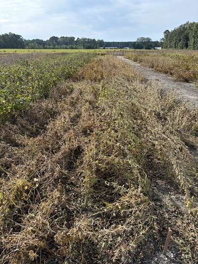 Broad photo of multiple soybean plants laid on the ground and tangled up