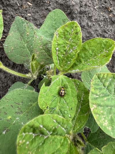 Up-close photo of a soybean plant with a bean leaf beetle present on the leaves.