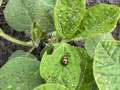 Up-close photo of a soybean plant with a bean leaf beetle present on the leaves.
