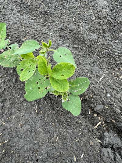 Up-close photo of a soybean plant with multiple round holes present on the leaves.