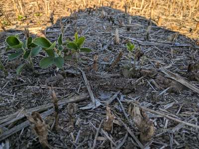 Up-close photo of multiple soybean plants with false chinch bug injury