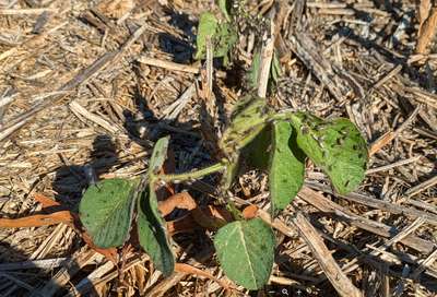 Up-close photo of a soybean plant with multiple false chinch bugs present