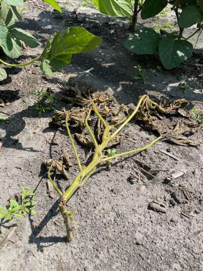 Up-close photo of a soybean plant that is broken at the stem