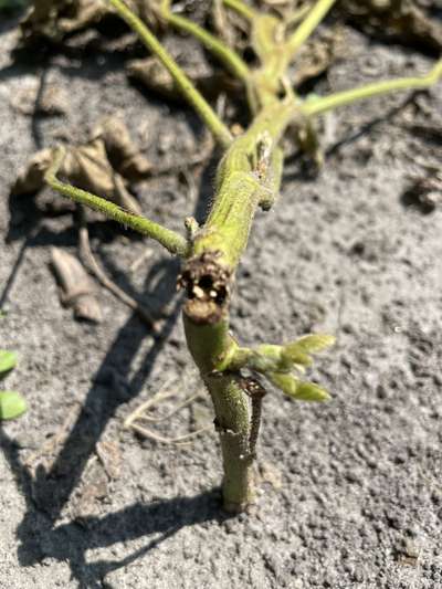 Up-close photo of a soybean plant that is broken at the stem