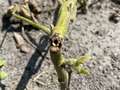 Up-close photo of a soybean plant that is broken at the stem