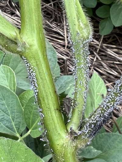 Up-close of white irregular masses on soybean stem