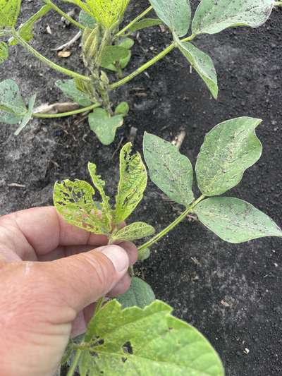Up-close photo of a soybean plant with defoliation present throughout leaves.