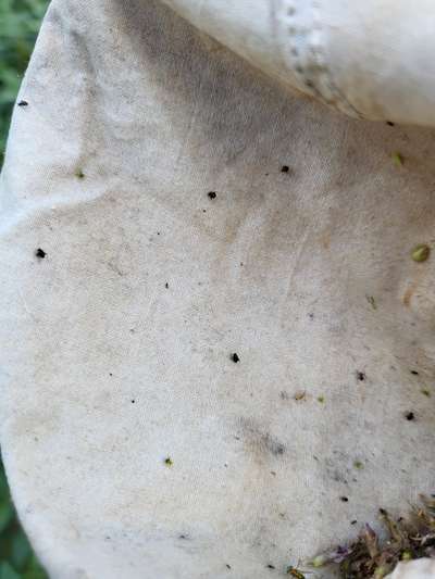 Close-up photo of sweep net showing small black insects.