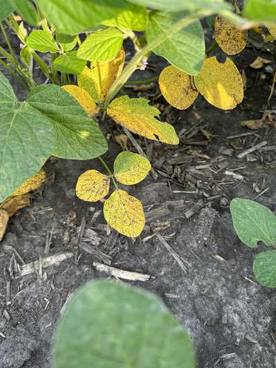 Multiple soybean plants showing necrosis of leaves and patchy browning areas.