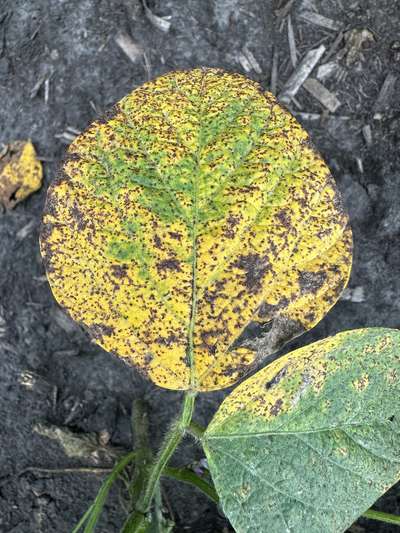 Up-close photo of soybean leave showing necrosis and browning.