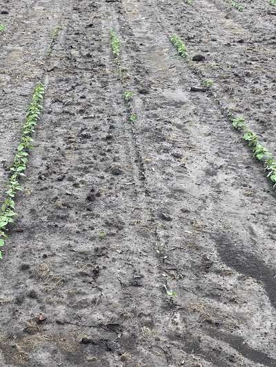 Up-close photo of a soybean row with almost all plants eaten below the cotyledonary node.