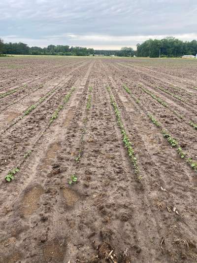 Broad photo of multiple soybean plants with some healthy plants and some deer damage.