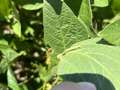 Up-close photo of a soybean looper on a leaf