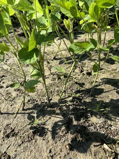 Up-close photo of soybean plants that are bent at the stem