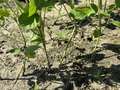 Up-close photo of soybean plants that are bent at the stem