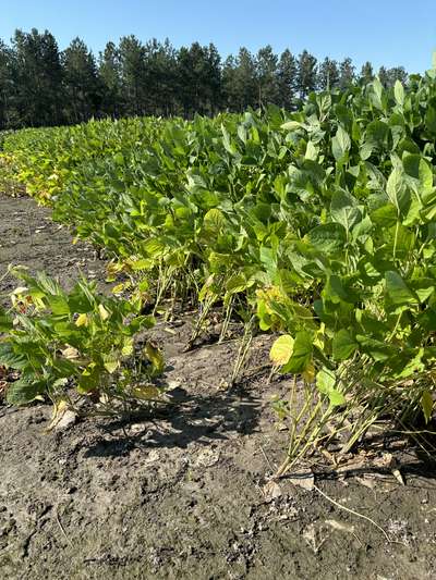 Broad photo fo soybeans that seem to be blown into each other