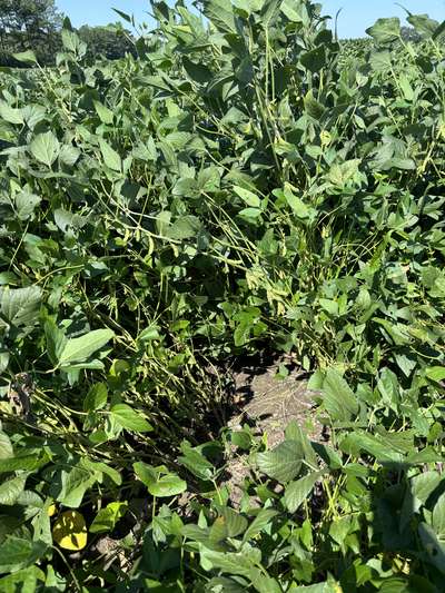 Broad photo of soybeans tangled in each