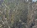 Up-close photo of a soybean plant with a green stem and mature pods