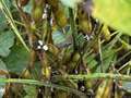 Up-close photo of soybean stem with kudzu bugs and fungus present