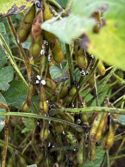 Up-close photo of soybean stem with kudzu bugs and fungus present