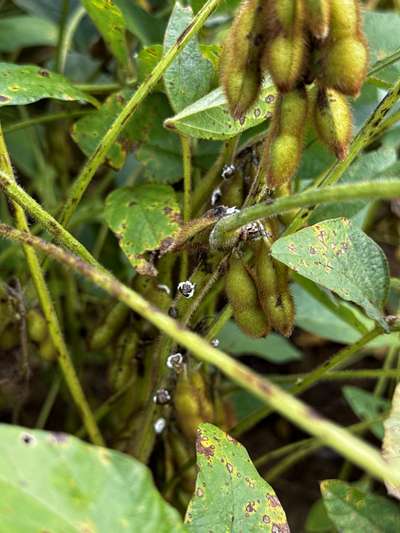 Up-close photo of soybean stem with kudzu bugs and fungus present