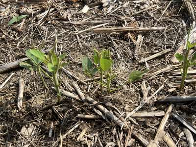 Up-close photo of multiple soybean plants with stems eaten.