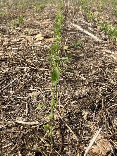 Up-close photo of multiple soybean plants with stems eaten.