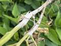 Up-close photo of a soybean stem with white discoloration